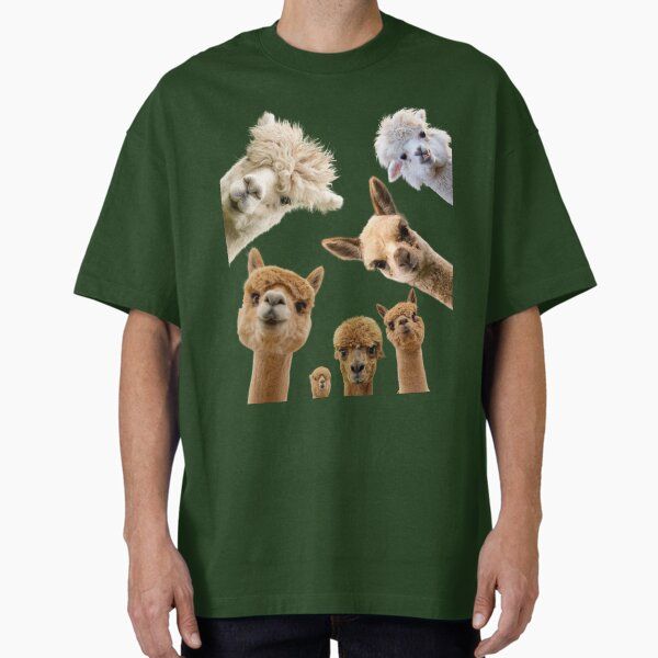 alpacas